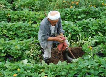 Kỹ thuật trồng khoai lang cho củ to – sản lượng cao – ít sâu bệnh