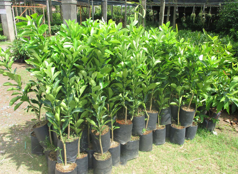 Mua cây giống bưởi Diễn chất lượng là yếu tố quan trọng khi trồng bưởi Diễn